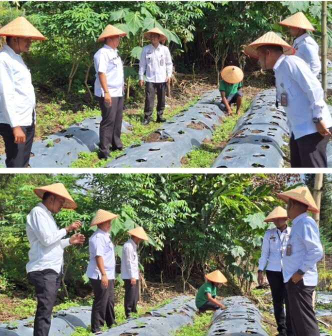 
					Bukti Nayata Dukung Program Ketahanan Pangan, Rutan Tarutung Kembali Panen Sayur