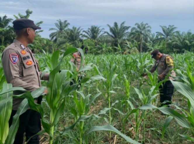 
					Kapolsek AKP Reynold Silalahi, S.H Cek Lahan Ketahanan Pangan di Mapolsek Indrapura