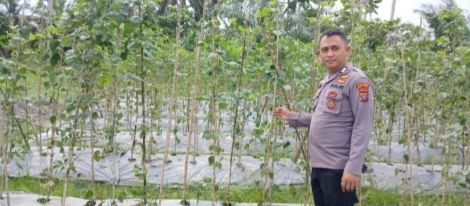 
					Bhabinkamtibmas Mendukung Program Ketahanan Pangan Pemerintah dengan Pemanfaatan Lahan di Desa Sei Buah Keras