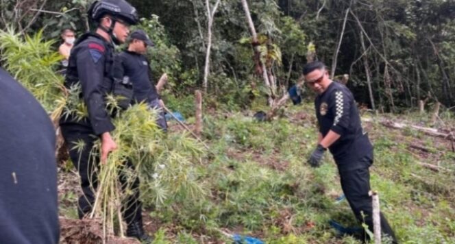 
					Bersama Brimob, BNNP Sumut Musnahkan Ladang Ganja Dua Hektare di Madina